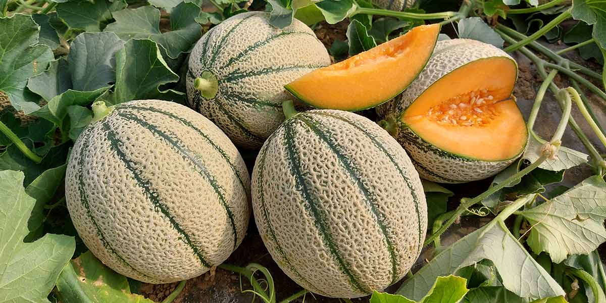 Meloni: i costi preoccupano, ma il clima spaventa